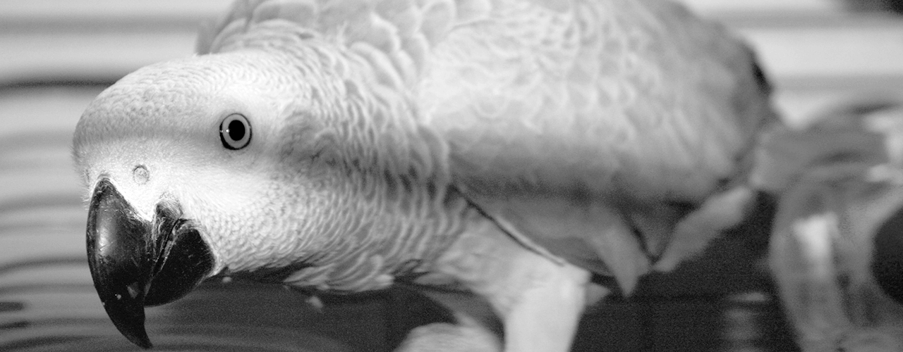 Cross-functional Collaboration